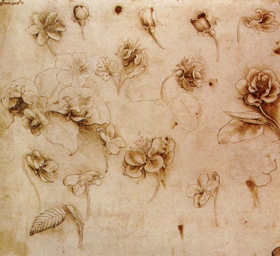 Leonardo  Da Vinci Flower Studies